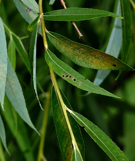 {Salix babylonica}